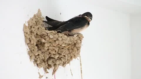 Swallows Stock Footage 10578627