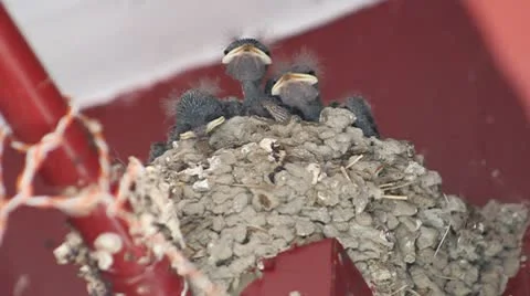 Swallows Stock Footage 10578646