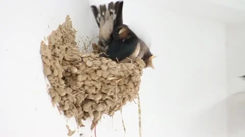 Swallows Stock Footage 10578657