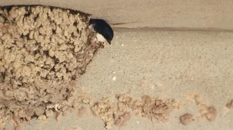 Swallows 库存影片 11010389