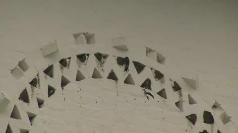 Swallows Stock Footage 12049352