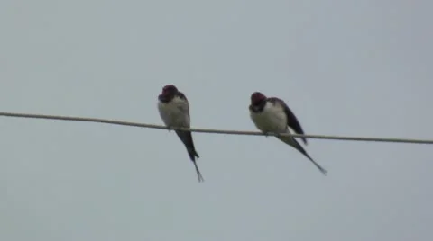 Swallows Vídeo Stock 12136392
