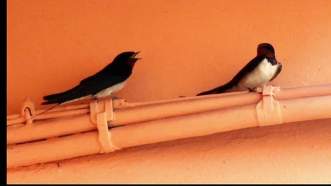 Swallows Stock Footage 128790262