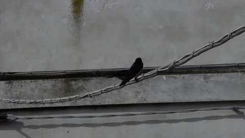 Swallows Stock Footage 128790308