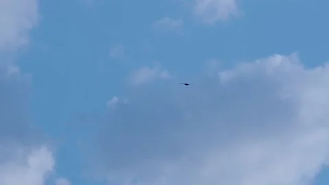 Swallows Video stock 131207112