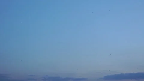 Swallows Stock Footage 138218504