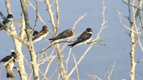Swallows 動画素材 144951496