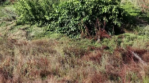 Swallows 库存影片 162032694