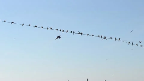 Swallows gather in flocks to fly to warmer countries Stock Footage