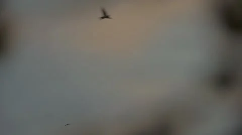 Swallows Glide Gracefully Cinematic Scene Video stock 49556462