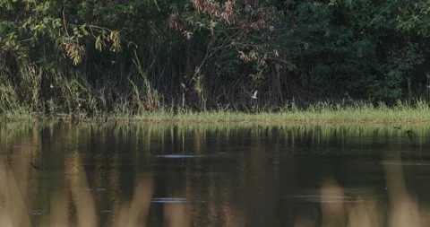 Swallows gracefully glide over a serene pond at sunset Stock Footage 303817712