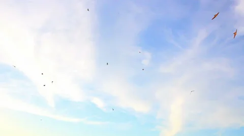 Swallows - harbingers of spring Stock Footage 38005162