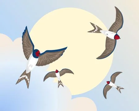 Swallows Stock Illustration