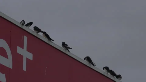 Swallows on a line waiting to migrate UK 4K Video stock 172327095