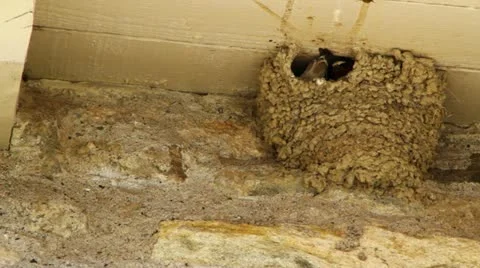 Swallows in a mud nest Stock Footage 11879162
