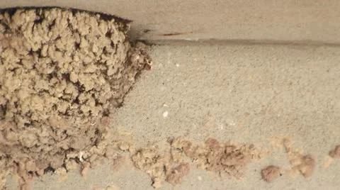 Swallows nest 库存影片 11010153