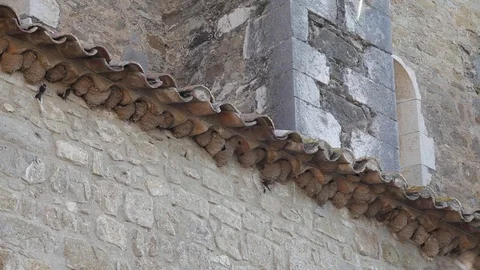 Swallows nest Stock Footage 77758447