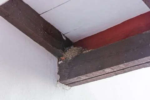 A swallow's nest with its chicks inside Foto stock
