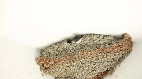 Swallow's nest with a peeping chick on the wall of the house Stock Footage 245820484