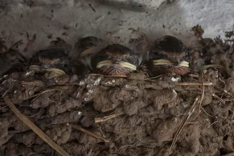 Swallows nest Stock Photos