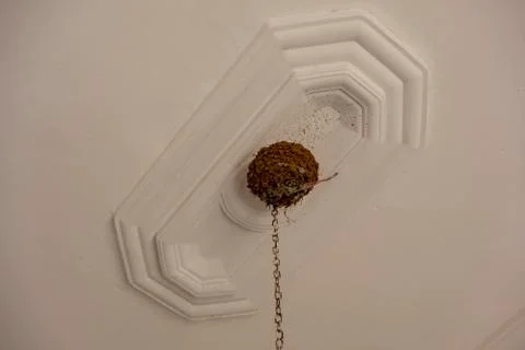 Swallow's nest 库存照片