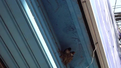 Swallow's nest under the eaves of a rural house Stock Footage 159065062