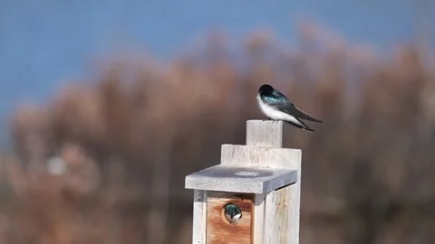 Swallows at Nesting Box with Nesting Activity and Flock in Background Stock Footage 335883143