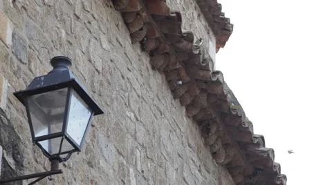 Swallows nests and lamppost Stock Footage 51045105