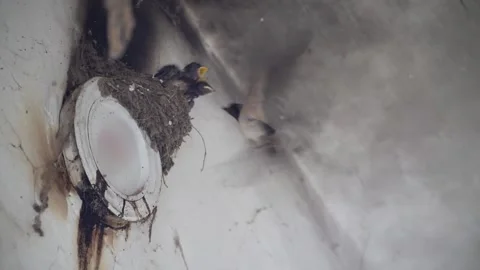 Swallows' nests in early summer, chicks begging for food fed by their parents. Video stock 304011884
