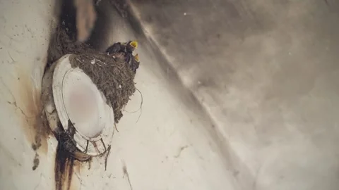 Swallows' nests in early summer, chicks begging for food fed by their parents. Video stock 304012183