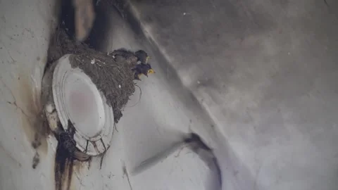 Swallows' nests in early summer, chicks begging for food fed by their parents. Video stock 304012658