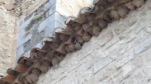 Swallows nests Stock Footage 82756731