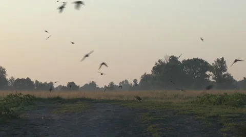 Swallows over the ground Stock Footage 7769986