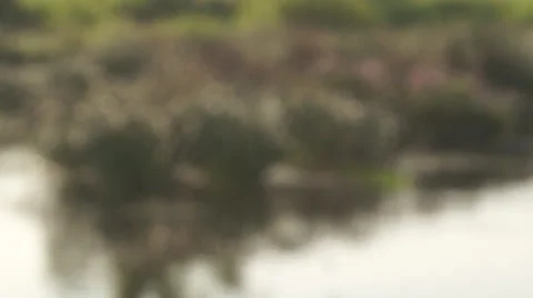 Swallows over the lake Stockbeeldmateriaal 40462576