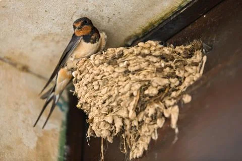 Swallows perched in his nest Stock Photos