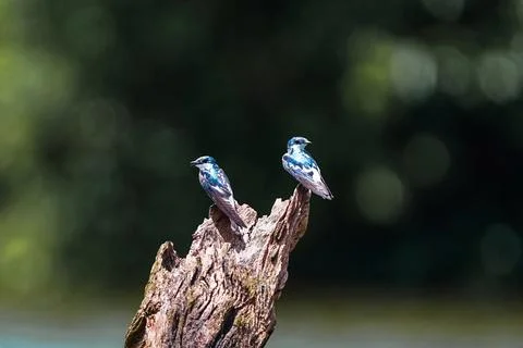 Swallows perched on a tree stump Stock Photos