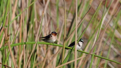 Swallows perching on a marsh grass in the middle of the lake Stock Footage 270811118