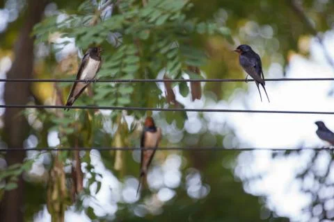 Swallows 写真素材