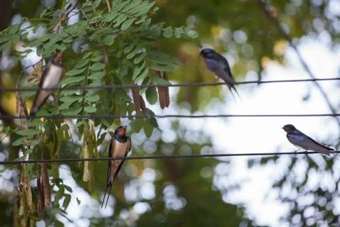 Swallows 写真素材