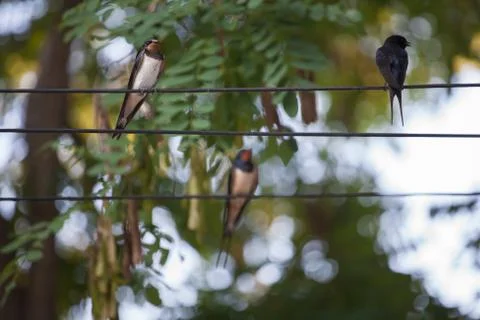 Swallows 写真素材
