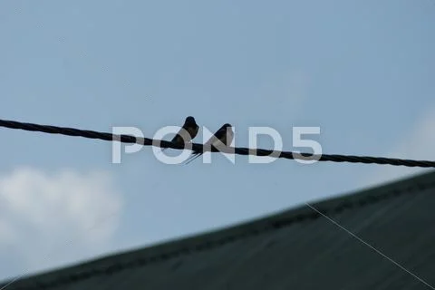 Swallows Stock Photos