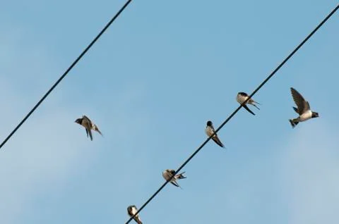 Swallows Stock Photos