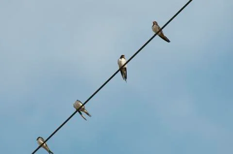 Swallows Stock Photos