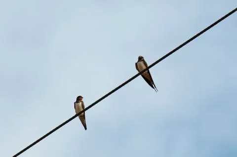 Swallows Stock Photos