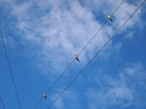 Swallows Stock Photos