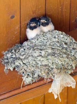 Swallows Stock Photos