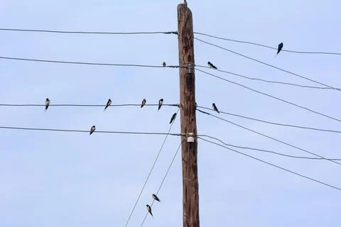 Swallows Stock Photos