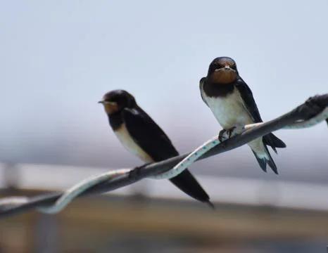 Swallows resting Stock Photos