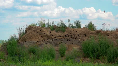 Swallows return to their nests - 4K Video stock 40340957