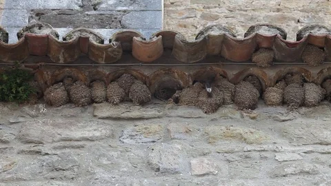 Swallows on the roof Stock Footage 74079931